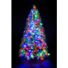 Christmas Trees And Lights: Portfolio